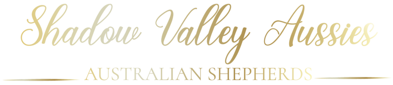 Australian Shepherd – Shadow Valley Aussies